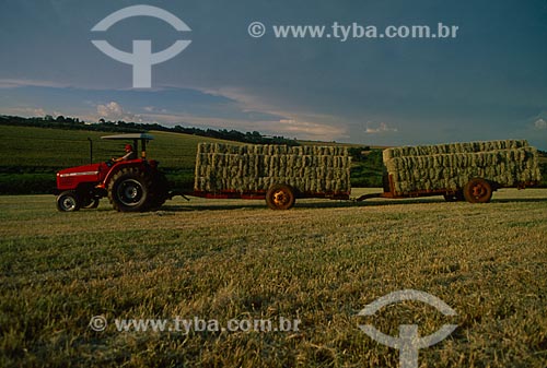  Subject: Transport of hay / Place: Holambra city - Sao Paulo (SP) - Brasil / Date: 2009 