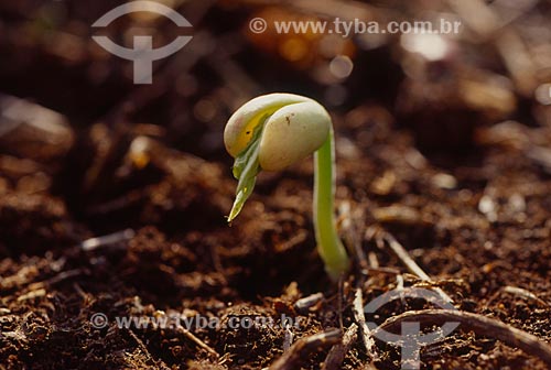  Subject: Soybean sprout / Place: Lages city - Santa Catarina state (SC) - Brazil / Date: 2010 