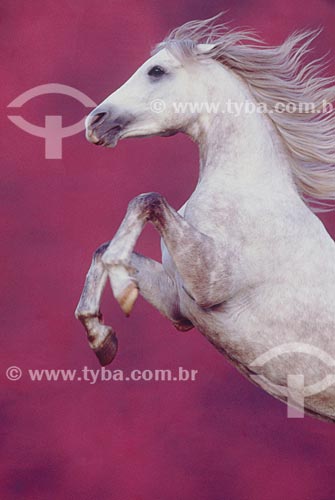  Subject: Arabian horse prancing / Place: Rio Grande do Sul state  (RS) -  Brazil / Date: 2005 