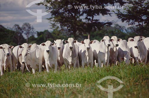  Subject: Nelore cattle herd / Place: Chapadao do Sul city - Mato Grosso do Sul state (MS) - Brazil / Date: 2009 