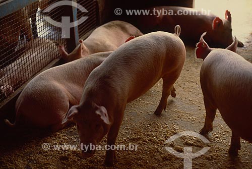  Subject: Creation of pigs / Place: Chapeco city -Santa Catarina state (SC) - Brazil-  / Date: 2003 