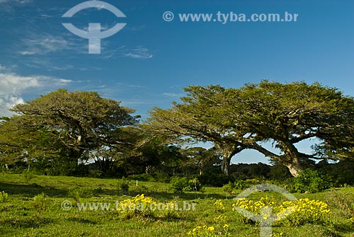  Subject: View of fig trees / Place: Tramandai city - Rio Grande do Sul state (RS) - Brazil / Date: 09/2009 