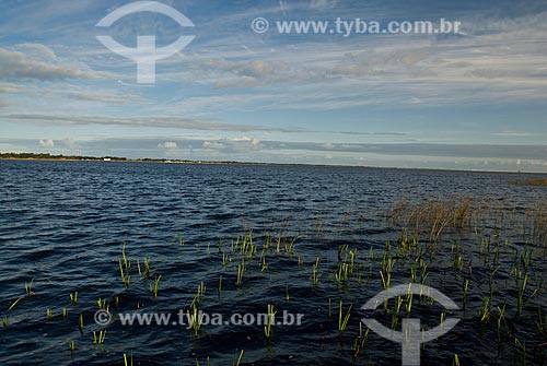  Subject: Custodia lagoon - Bogs in the North Coast (permanently or temporarily flooded areas)  / Place: Tramandai city - Rio Grande do Sul state (RS) - Brazil / Date: 09/2009 