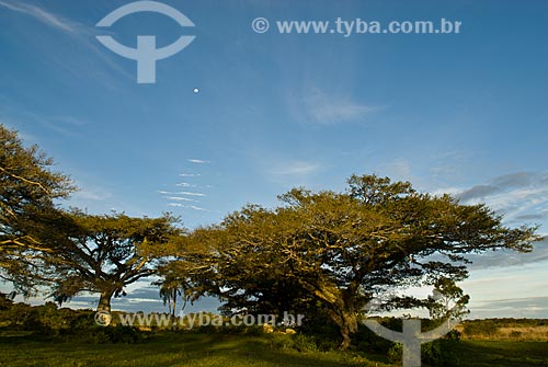  Subject: View of fig trees / Place: Tramandai city - Rio Grande do Sul state (RS) - Brazil / Date: 09/2009 