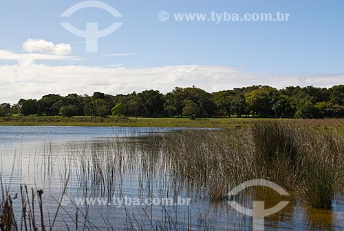  Subject: Custodia lagoon - Bogs in the North Coast (permanently or temporarily flooded areas)  / Place: Tramandai city - Rio Grande do Sul state (RS) - Brazil / Date: 10/2009 