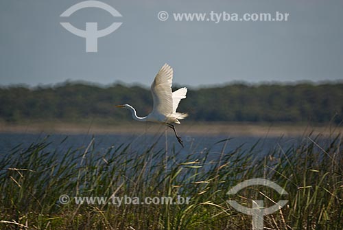  Subject: White heron in Custodia lagoon - Bogs in the North Coast (permanently or temporarily flooded areas)  / Place: Tramandai city - Rio Grande do Sul state (RS) - Brazil / Date: 10/2009 