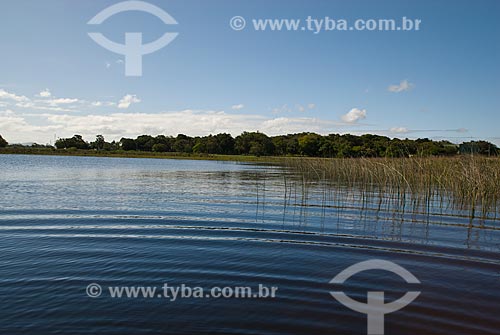  Subject: Custodia lagoon - Bogs in the North Coast (permanently or temporarily flooded areas)  / Place: Tramandai city - Rio Grande do Sul state (RS) - Brazil / Date: 10/2009 