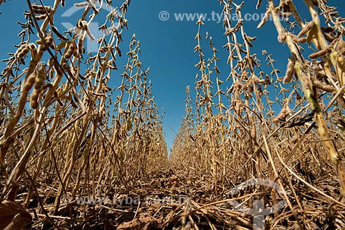  Subject: Dry soybean pods ready for harvest / Place: Nao-Me-Toque city - Rio Grande do Sul state (RS) - Brazil / Date: 03/2011 