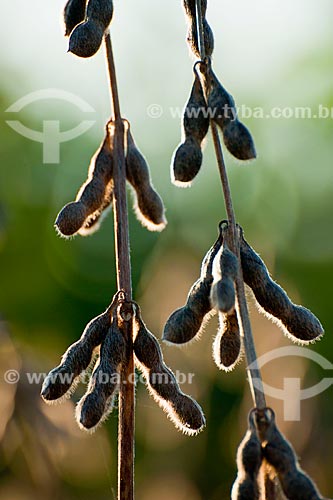  Subject: Soybean pods dry ready for harvest / Place: Nao-Me-Toque city - Rio Grande do Sul state (RS) - Brazil / Date: 04/2011 