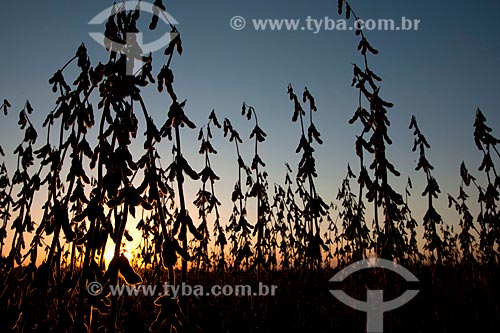  Subject: Soybean pods dry ready for harvest / Place: Nao-Me-Toque city - Rio Grande do Sul state (RS) - Brazil / Date: 04/2011 