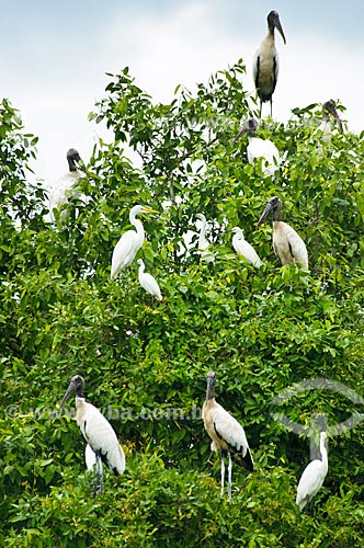 Subject: Wood Stork (Mycteria americana) and Snowy Egret (Ardea alba and Egretta thula)  / Place: Corumba city - Mato Grosso do Sul state (MS) - Brazil / Date: 10/2010 