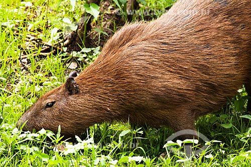 Subject: Capybara (Hydrochoerus hydrochaeris)  / Place: Corumba city - Mato Grosso do Sul state (MS) - Brazil / Date: 10/2010 