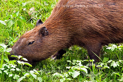  Subject: Capybara (Hydrochoerus hydrochaeris)   / Place: Corumba city - Mato Grosso do Sul state (MS) - Brazil / Date: 10/2010 