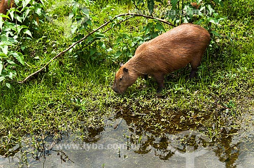  Subject: Capybara (Hydrochoerus hydrochaeris) in the edge of Miranda River / Place: Corumba city - Mato Grosso do Sul state (MS) - Brazil / Date: 10/2010 