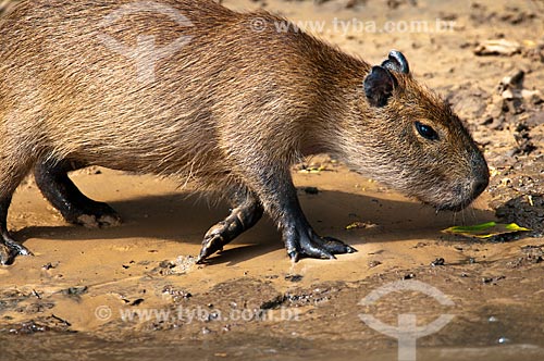  Subject: Puppy Capybara (Hydrochoerus hydrochaeris) on Miranda River / Place: Corumba city - Mato Grosso do Sul state (MS) - Brazil / Date: 10/2010 