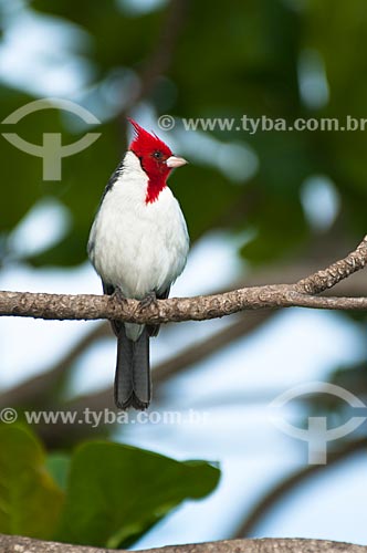  Subject: Red-crested Cardinal (Paroaria coronata)  / Place: Corumba city - Mato Grosso do Sul state (MS) - Brazil / Date: 10/2010 