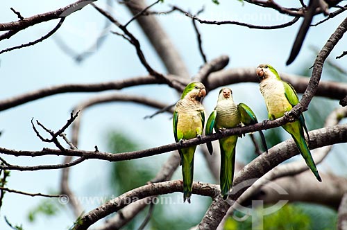  Subject: Monk Parakeet (Myiopsitta monachus) couple teaching their puppy how to fly  / Place: Corumba city - Mato Grosso do Sul state (MS) - Brazil / Date: 10/2010 