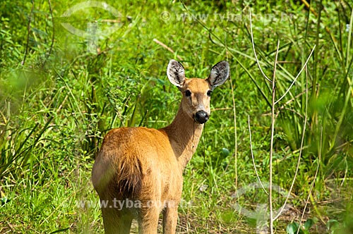  Subject: Marsh Deer (Blastocerus dichotomus) / Place: Corumba city - Mato Grosso do Sul state (MS) - Brazil / Date: 10/2010 