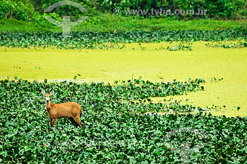  Subject: Marsh Deer (Blastocerus dichotomus) / Place: Corumba city - Mato Grosso do Sul state (MS) - Brazil / Date: 10/2010 