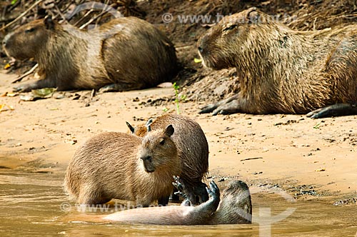  Subject: Capybaras (Hydrochoerus hydrochaeris) in the edge of Miranda River / Place: Corumba city - Mato Grosso do Sul state (MS) - Brazil / Date: 10/2010 