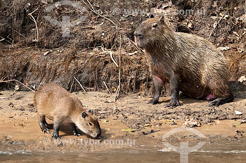  Subject: Capybaras (Hydrochoerus hydrochaeris) in the edge of Miranda River / Place: Corumba city - Mato Grosso do Sul state (MS) - Brazil / Date: 10/2010 