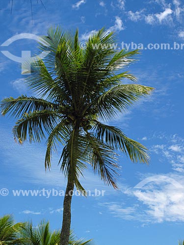  Subject: Coconut tree on Tangua Beach / Place: Angra dos Reis city - Rio de Janeiro state (RJ) - Brazil / Date: 10/2011 