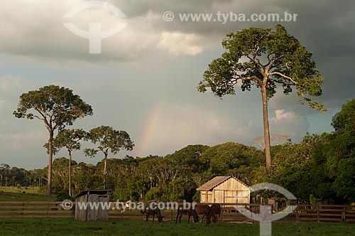  Subject: Seringal Cachoeira - Wooden house with chestnut tree in the background / Place: Xapuri city - Acre state (AC) - Brazil / Date: 11/2009 