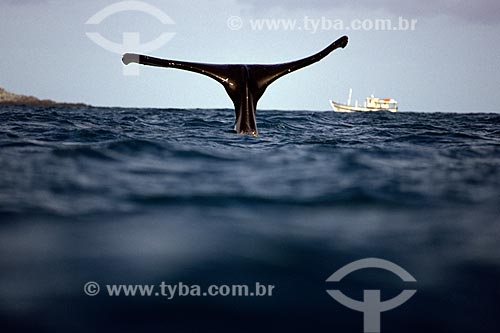  Subject: Tail of Jubarte Wahle (Brazilian Humpback Whale) with boat in the background / Place: Abrolhos - Bahia state (BA) - Brazil / Date: 2005 