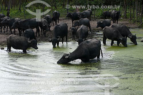  Subject: Creation of buffaloes in the Marajo Island / Place: Marajo Island - Para state (PA) - Brazil / Date: 07/2008 
