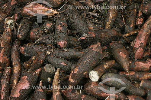  Subject: Cassava in the fair of Ver-o-Peso Market  / Place: Belem city - Para state (PA) - Brazil / Date: 11/2009 