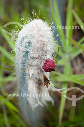  Subject: Cactus flower in National Park of Chapada Diamantina / Place: Lençois - Bahia state (BA) - Brazil / Date: 07/2011 
