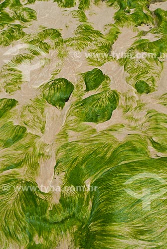  Subject: Seaweed on the Porto de Galinhas Beach  / Place: Ipojuca city - Pernambuco state (PE) - Brazil / Date: 09/2011 