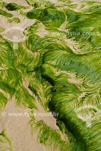  Subject: Seaweed on the Porto de Galinhas Beach  / Place: Ipojuca city - Pernambuco state (PE) - Brazil / Date: 09/2011 