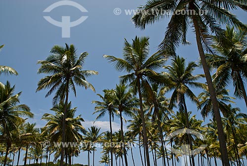  Subject: Coconut  palm of Muro Alto Beach  / Place: Ipojuca city - Pernambuco state (PE) - Brazil / Date: 10/2011 