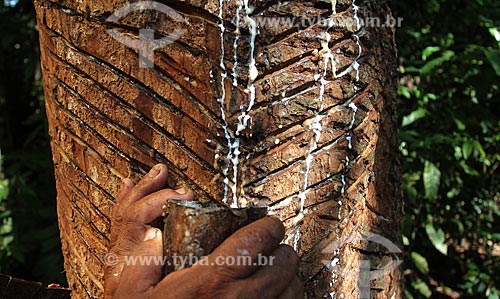  Subject: Collection of latex - Rubber Tree / Place: Amazonas state (AM) - Brazil / Date: 09/2011 