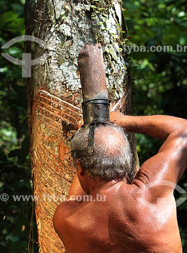  Subject: Collection of latex - Rubber Tree / Place: Amazonas state (AM) - Brazil / Date: 09/2011 