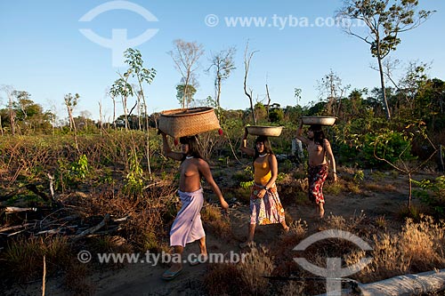  Subject: Indian Aiha Village ethnicity Kalapalo going to harvest the cassava / Place: Querencia city - Mato Grosso state (MT) - Brazil / Date: 07/2011 