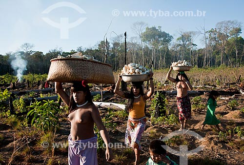  Subject: Indian Aiha Village ethnicity Kalapalo going to harvest the cassava / Place: Querencia city - Mato Grosso state (MT) - Brazil / Date: 07/2011 