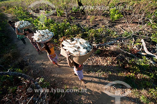  Subject: Indian Aiha Village ethnicity Kalapalo going to harvest the cassava / Place: Querencia city - Mato Grosso state (MT) - Brazil / Date: 07/2011 