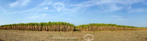  Subject: Plantation of sugarcane in Jaiba Project   - Irrigation project with water abstraction from the Sao Francisco River / Place: Matias Cardoso city - Minas Gerais state (MG) - Brazil / Date: 09/2011 