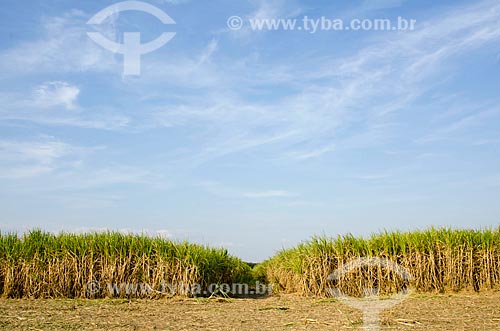  Subject: Plantation of sugarcane in Jaiba Project  - Irrigation project with water abstraction from the Sao Francisco River / Place: Matias Cardoso city - Minas Gerais state (MG) - Brazil / Date: 09/2011 