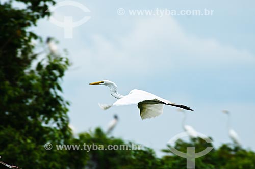  Subject: Great Egret (Ardea alba) flying / Place: Corumba city - Mato Grosso do Sul state (MS) - Brazil / Date: 10/2010 