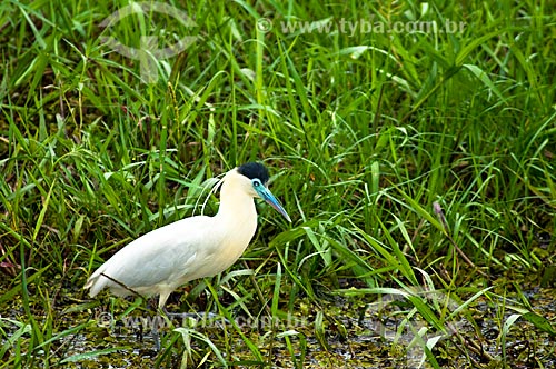  Subject: Capped Heron (Pilherodius pileatus) / Place: Corumba city - Mato Grosso do Sul state (MS) - Brazil / Date: 10/2010 