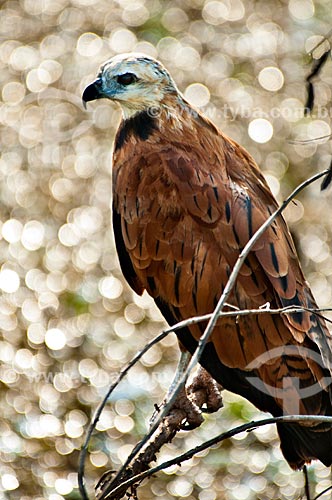 Subject: Black-collared Hawk (Busarellus nigricollis) / Place: Corumba city - Mato Grosso do Sul state (MS) - Brazil / Date: 10/2010 