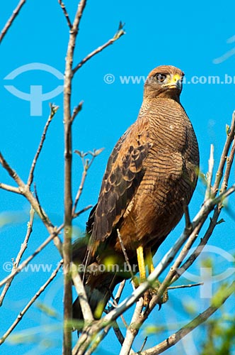  Subject: Savanna Hawk (Heterospizias meridionalis) / Place: Corumba city - Mato Grosso do Sul state (MS) - Brazil / Date: 10/2010 