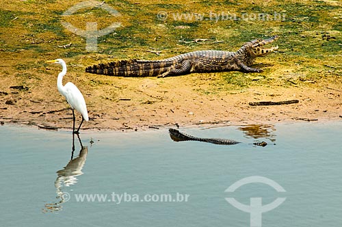  Subject: Yacare Caiman (Caiman yacare) and Great Egret (Casmerodius albus) / Place: Corumba city - Mato Grosso do Sul state (MS) - Brazil / Date: 10/2010 