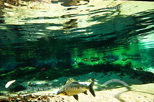  Subject: Curimbata fish on Olho Dagua River, affluent of Prata River / Place: Jardim city - Mato Grosso do Sul state (MS) - Brazil / Date: 10/2010 