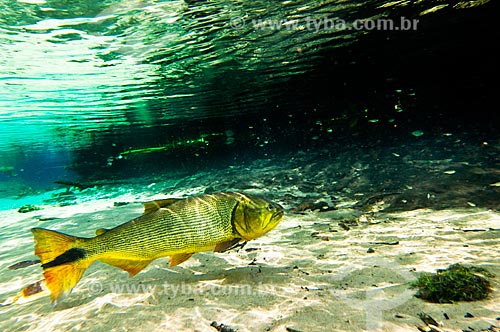  Subject: Golden Dorado fish (Salminus maxillosus) on Olho Dagua River, affluent of Prata River / Place: Jardim city - Mato Grosso do Sul state (MS) - Brazil / Date: 10/2010 