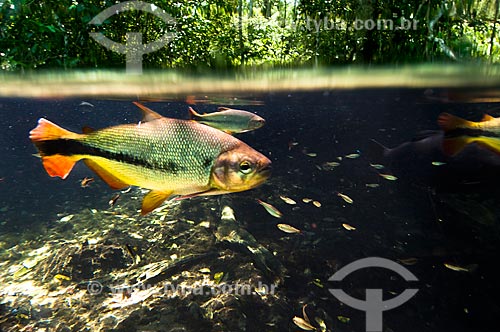  Subject: Piraputanga fish on Prata River / Place: Jardim city - Mato Grosso do Sul state (MS) - Brazil / Date: 10/2010 