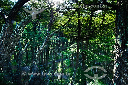  Subject: Track in Lengas Forest / Place: Patagonia - Argentina - South America / Date: 02/2010 